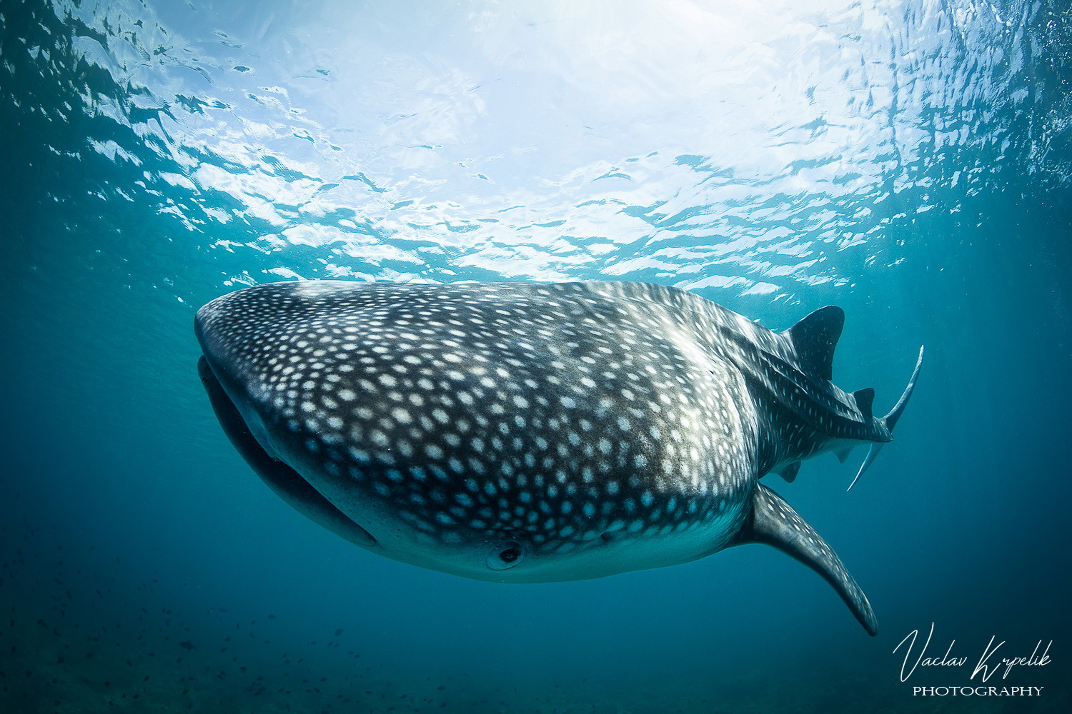 BABY WHALE SHARK