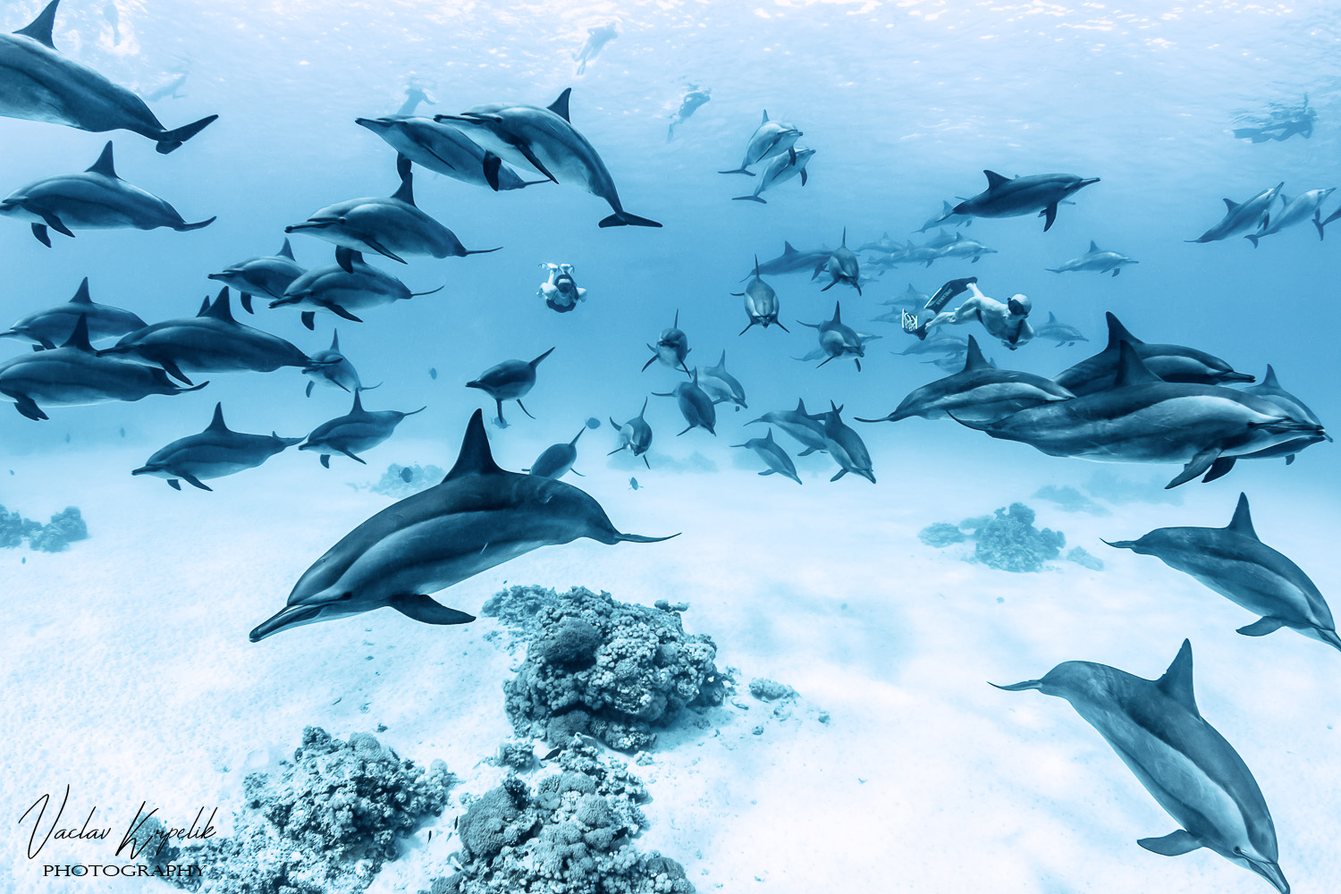 LOST AMONG DOLPHINS