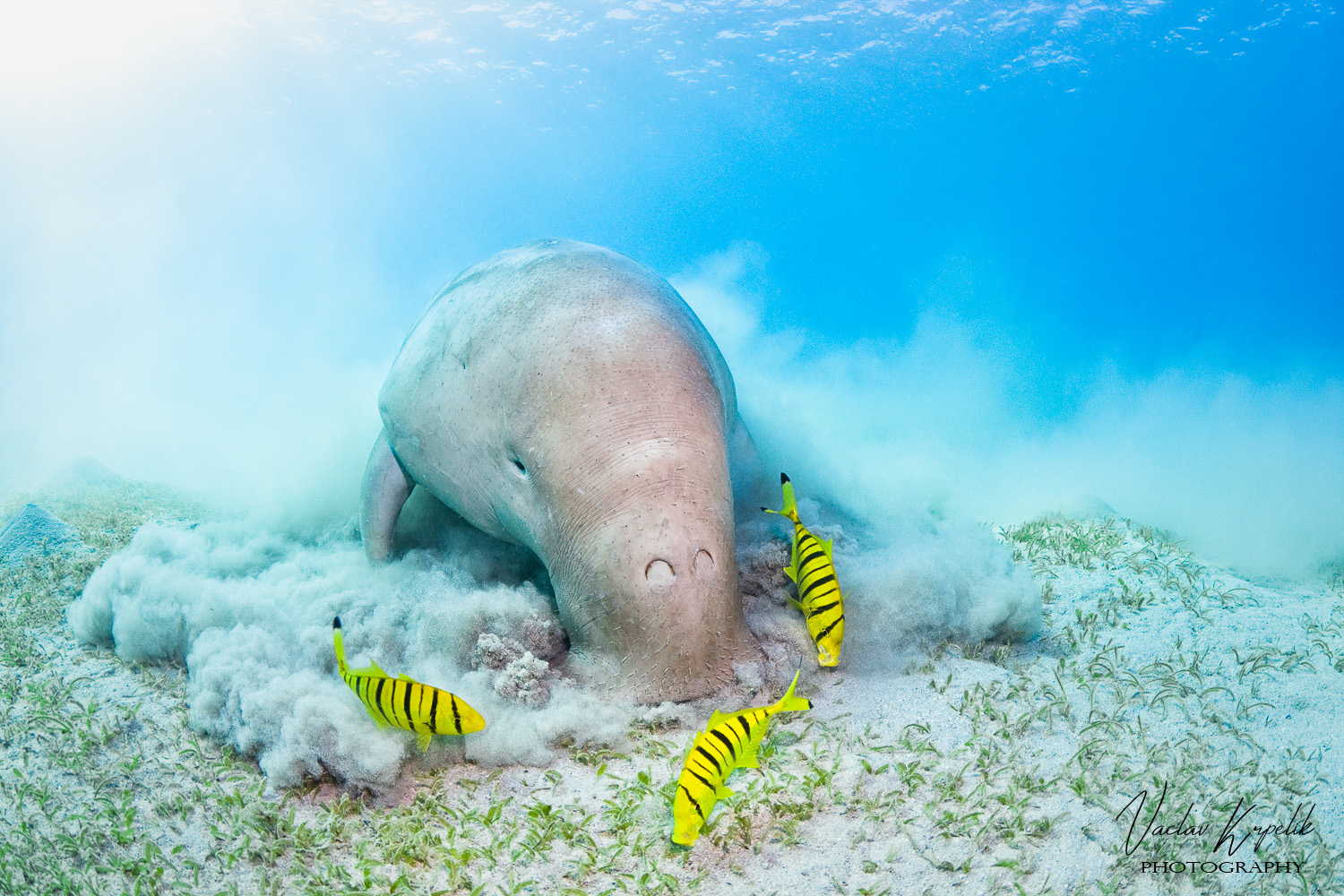 UNDERWATER PASTURE