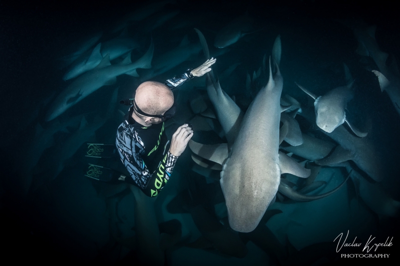 200 NURSE SHARKS