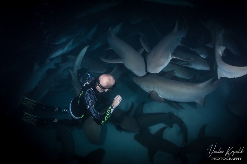 ALIMATHA NURSE SHARKS