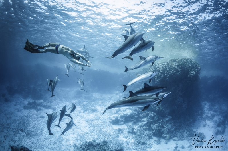 BECOMING DOLPHIN
