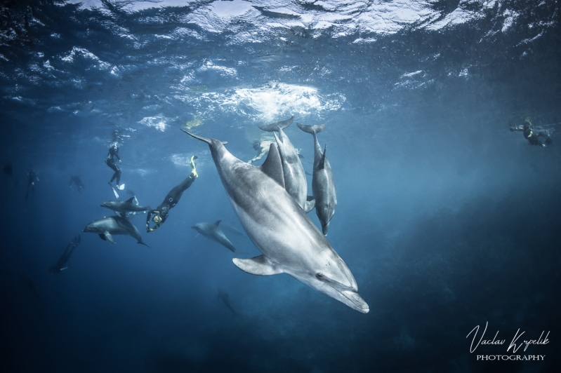 BOTTLENOSE DOLPHINS