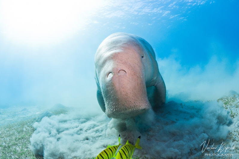 COMING FROM THE DEPTH