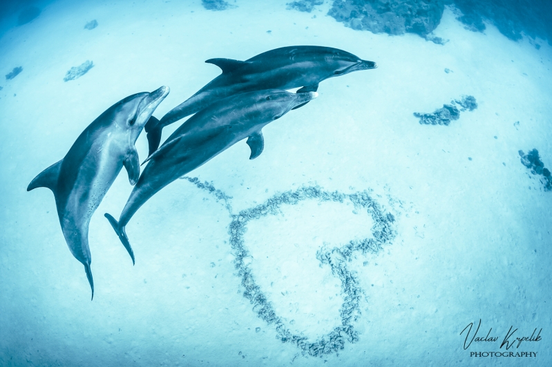 DOLPHINS AND LOVE