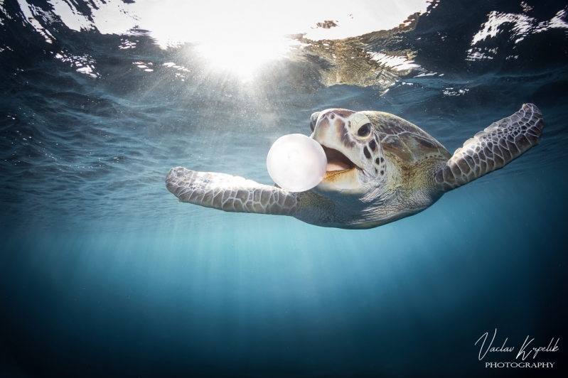 JELLYFISH BREAKFAST