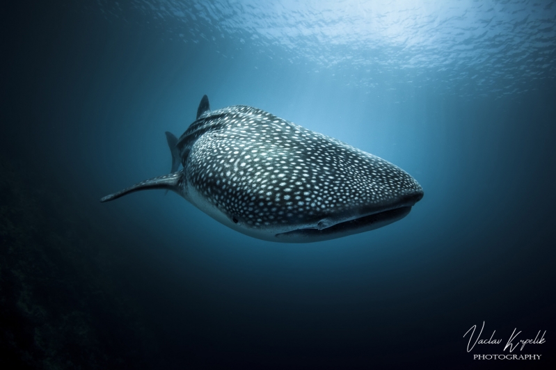 LIVE SUBMARINE