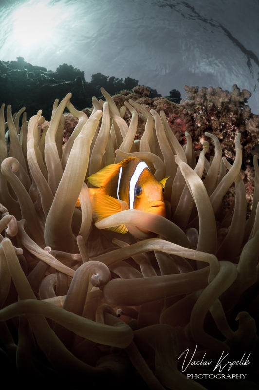 NEMO