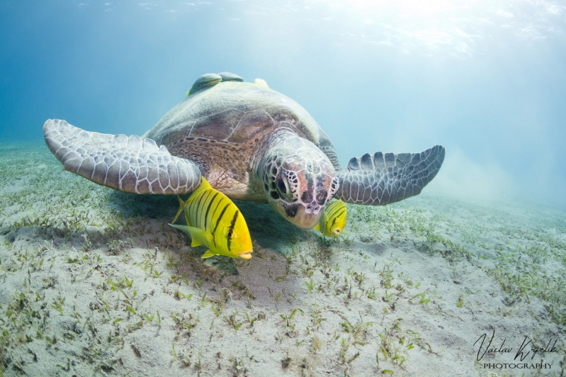 UNDERWATER BIRDS