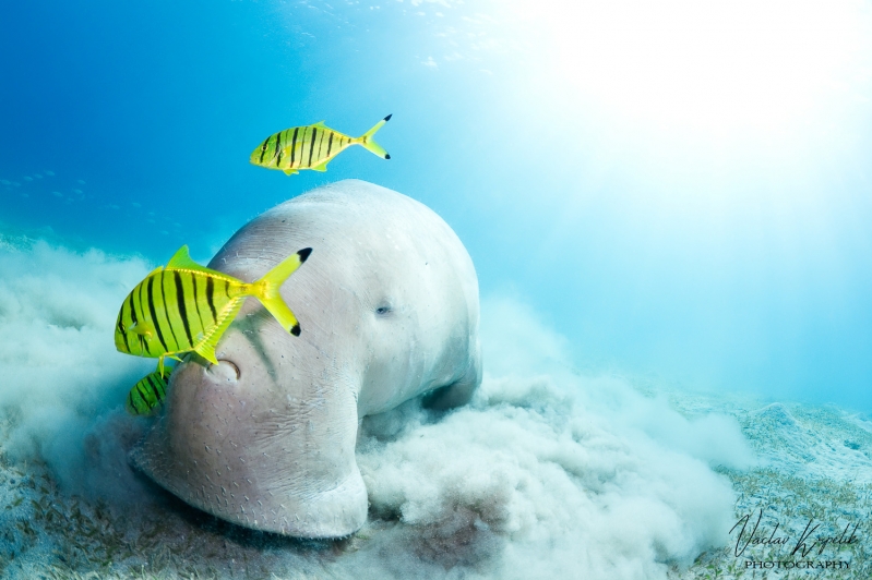 UNDERWATER ELEPHANT