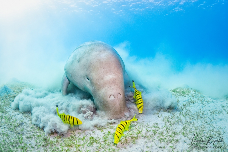 UNDERWATER PASTURE